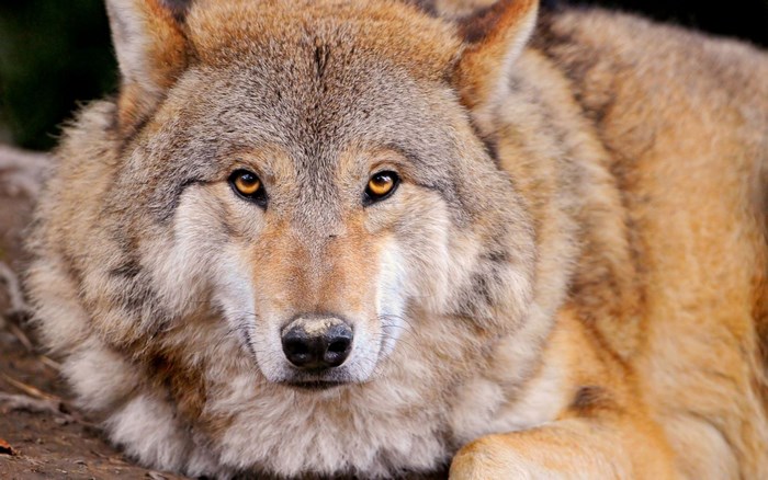 Close-up of a wolf's face