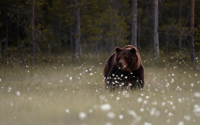 Brown bear walking in a field of white flowers