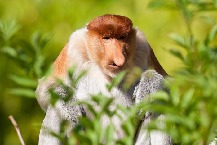 Proboscis monkey sitting among green leaves