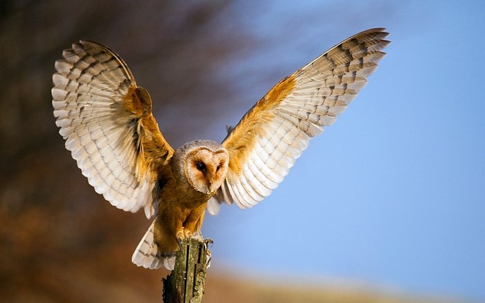 Barn owl in flight