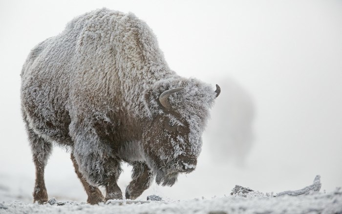 American Bison Covered in Frost in Winter