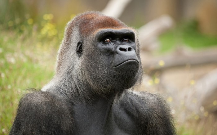 Majestic Gorilla Close-Up Portrait