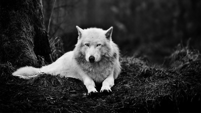 Black and white photo of a white wolf
