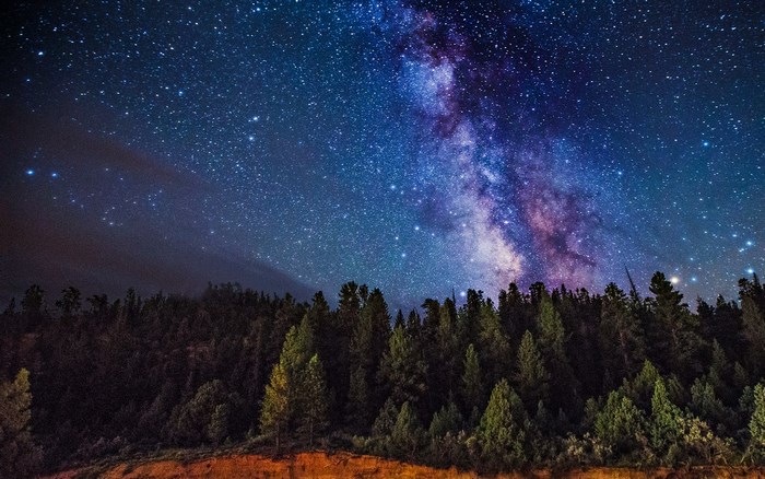 Milky Way Galaxy over Pine Forest