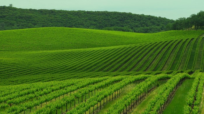 Vineyard on rolling green hills
