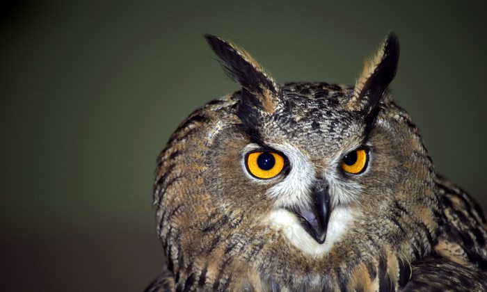 Great Horned Owl close-up portrait