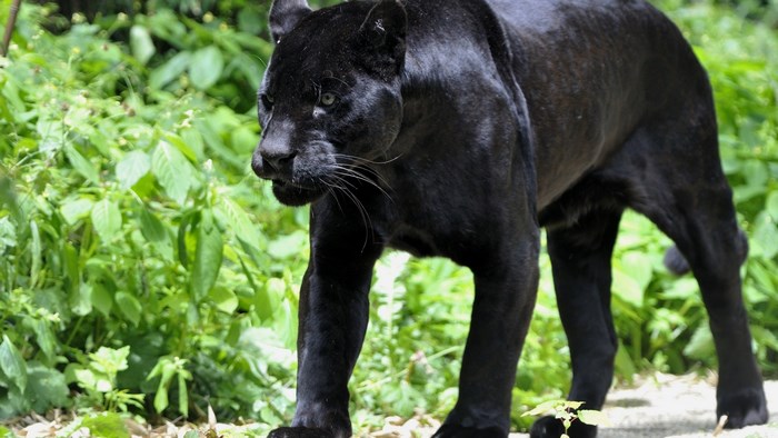 Black Panther walking in a forest