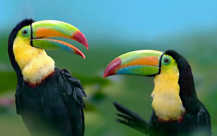 Two colorful toucans in a natural setting