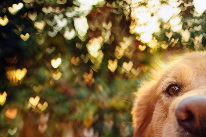 Golden Retriever dog with heart bokeh background