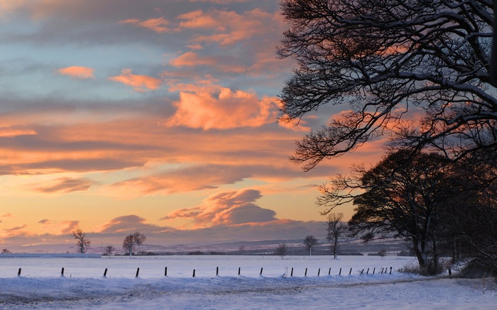 Snowy field at sunset with silhouetted trees