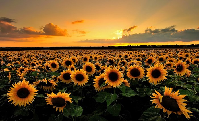 Field of sunflowers at sunset