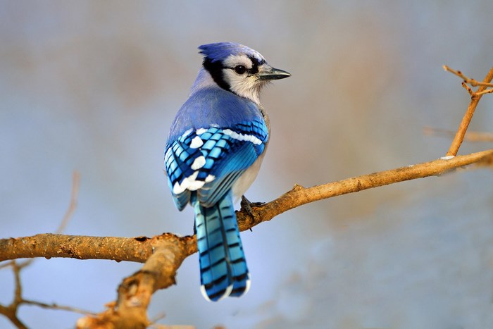 Blue Jay perched on a branch