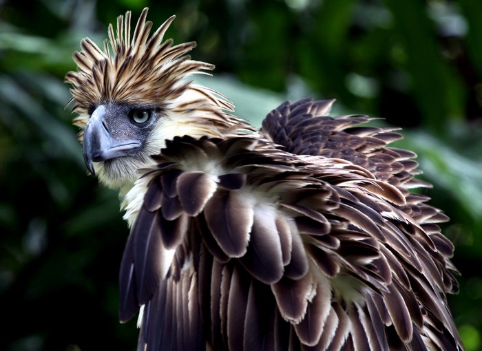 Majestic Philippine Eagle with Regal Feather Crest