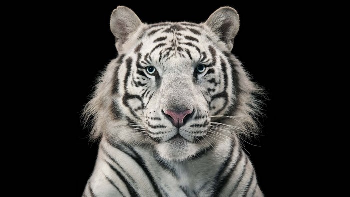 Close-up portrait of a white tiger