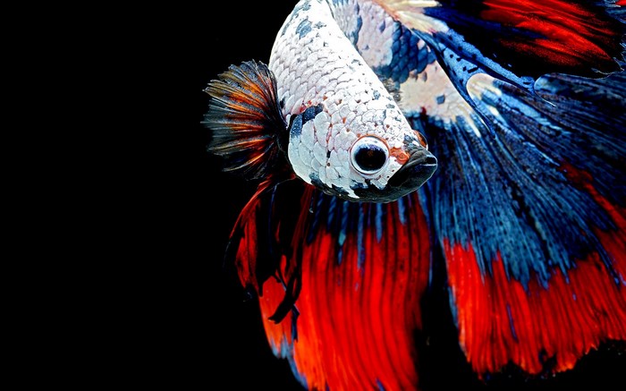Betta fish with red, blue, and white scales
