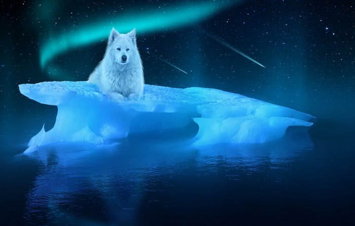 Arctic Wolf on Ice Under Night Sky