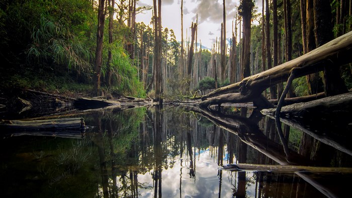 4K Forest with Fallen Trees and Water Reflection