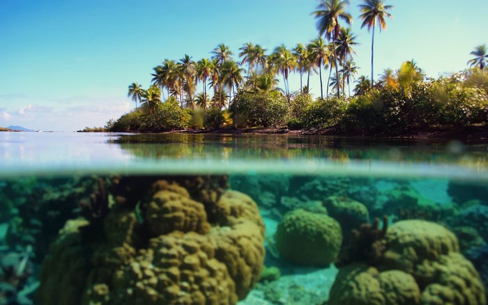 Tropical island with palm trees and coral reef