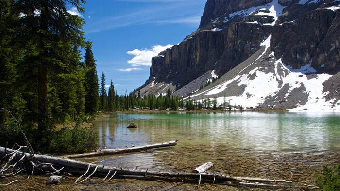 Lake and Mountain Landscape with Fallen Trees