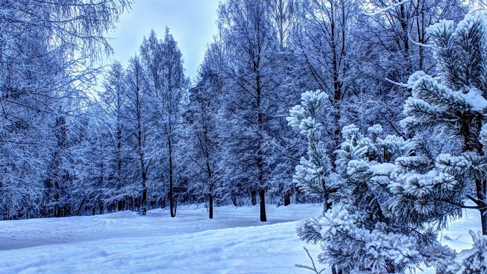 Snow Covered Winter Forest Scene