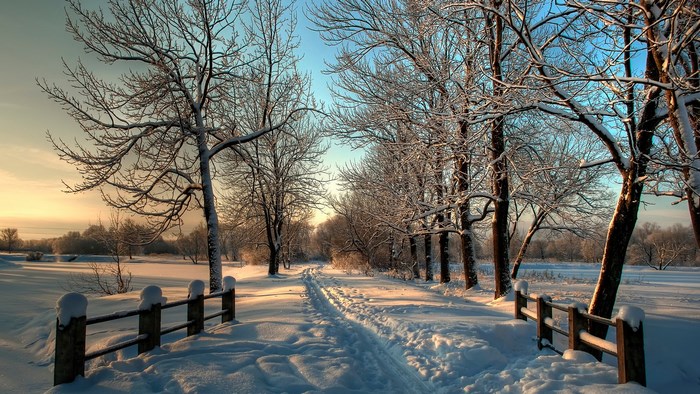 Winter scene with snow-covered trees and a path