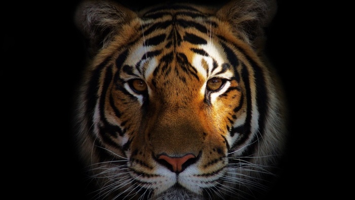 Close-up of a Tiger's Face