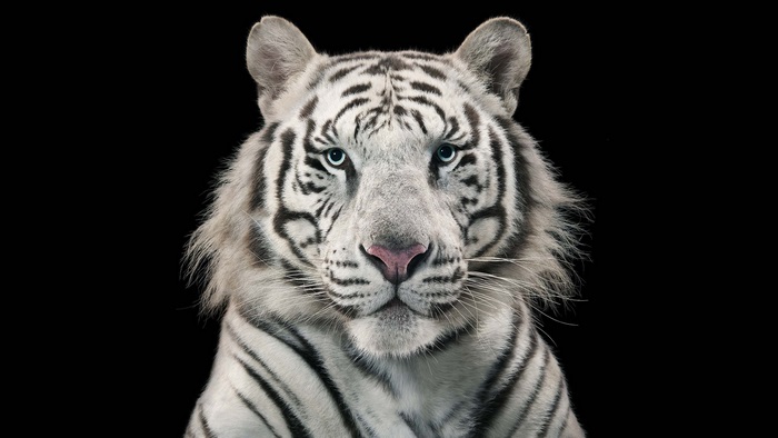 Close-up of a white tiger