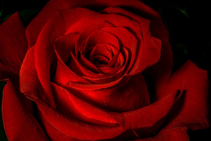 Close-up of a Vibrant Red Rose Bloom