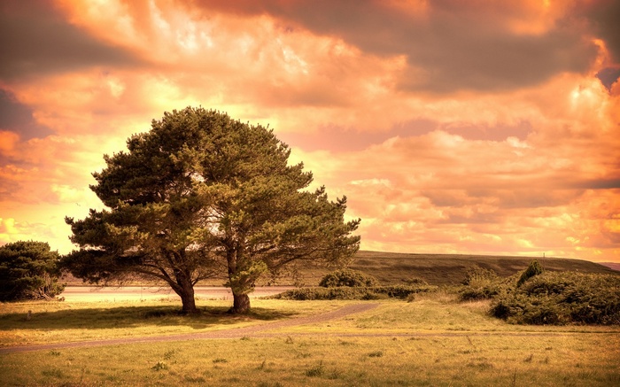 Two trees on a grassy field under a dramatic sky