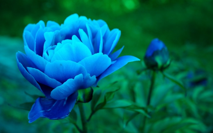 Vibrant Blue Peony Bloom