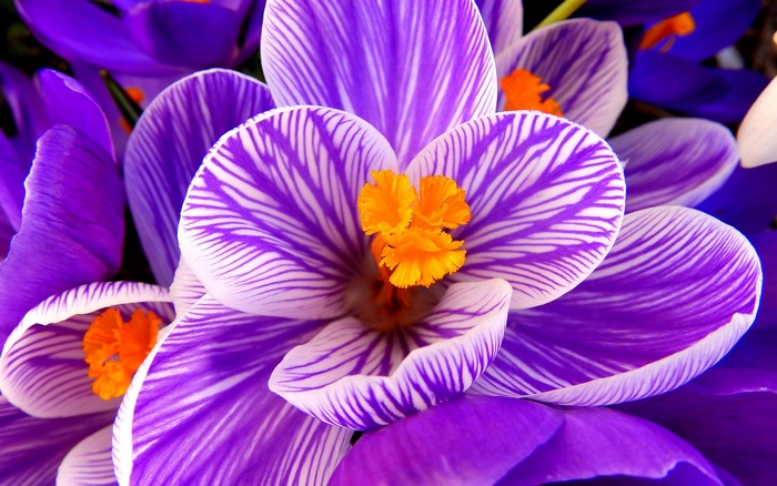 Purple and white striped crocus flowers