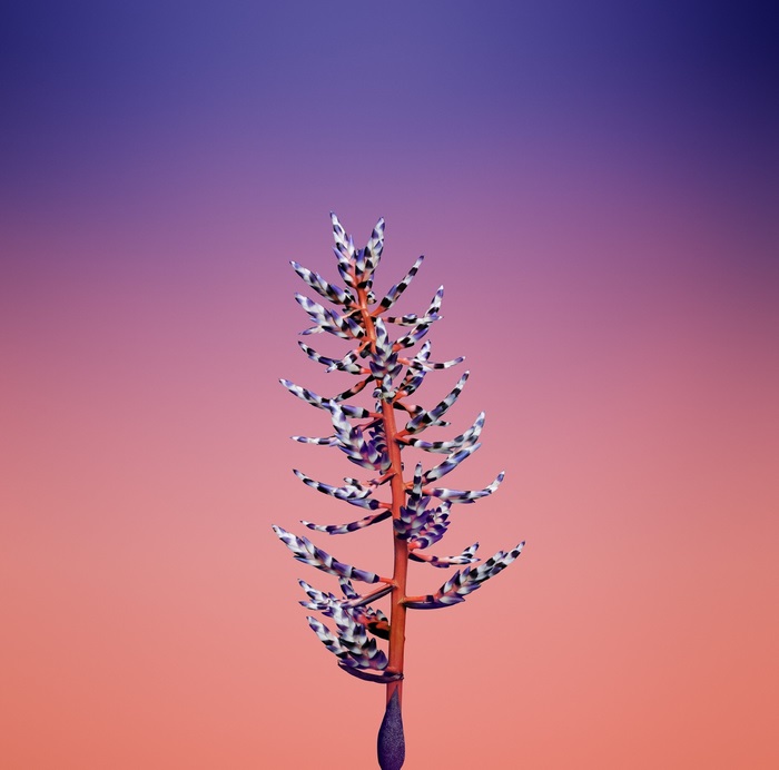 Bromeliad flower against gradient background