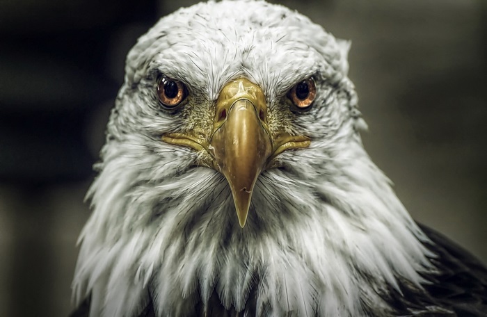 Bald Eagle Close-up