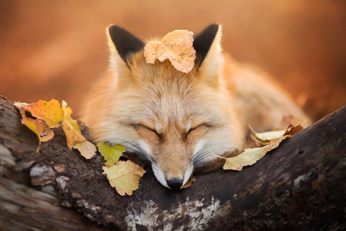 Fox sleeping on a log with autumn leaves