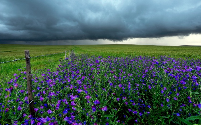 Field of purple flowers under stormy sky