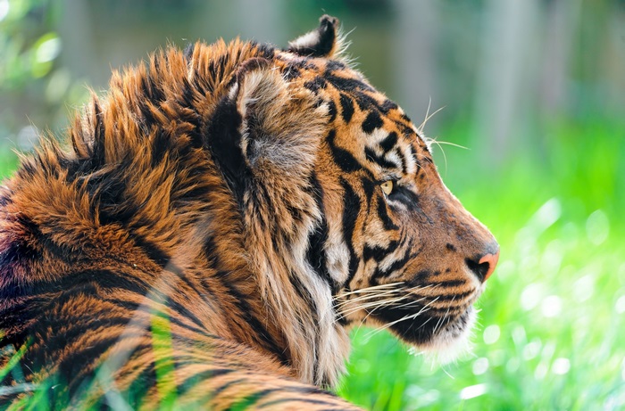 Tiger 4K HD for Macbook Pro