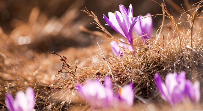 Purple crocuses blooming in dry grass, 4K