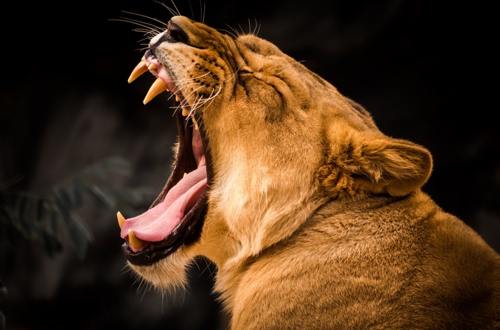 Majestic Lion Yawning in Stunning 4K Detail