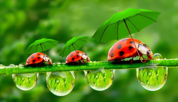 Ladybugs Holding Green Umbrellas in 4K