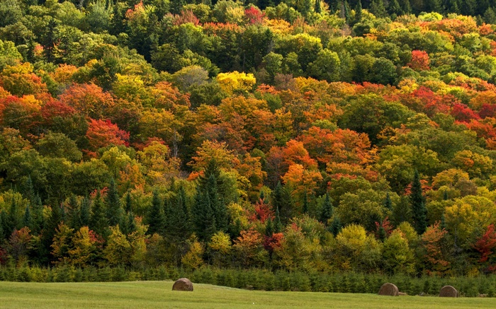 Autumn forest hillside with hay bales in foreground