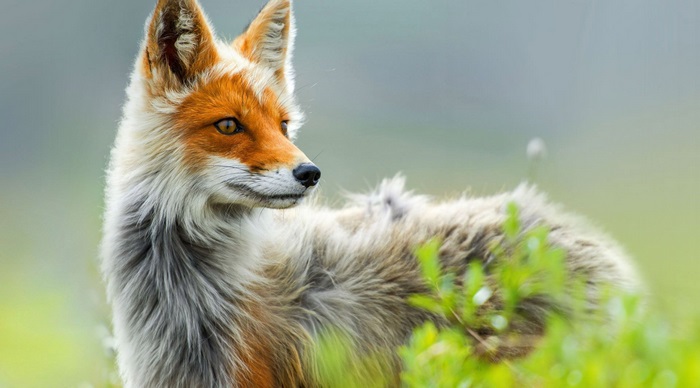 Red fox in green field 4K