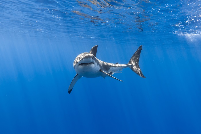Great White Shark Underwater 4K