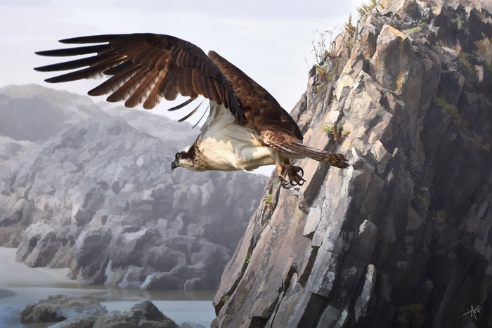 Osprey flying near rocky cliffs and water