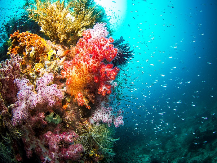 Colorful coral reef with small fish