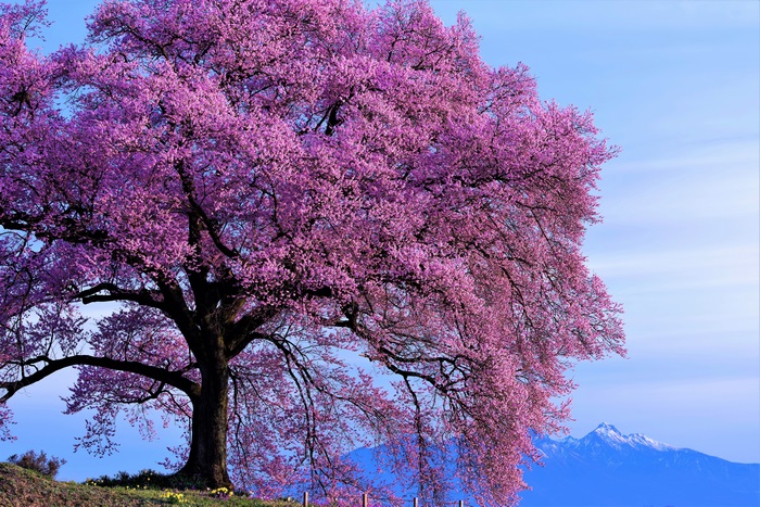 Large cherry blossom tree with mountains