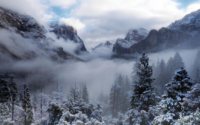 Snowy mountains and pine trees in fog