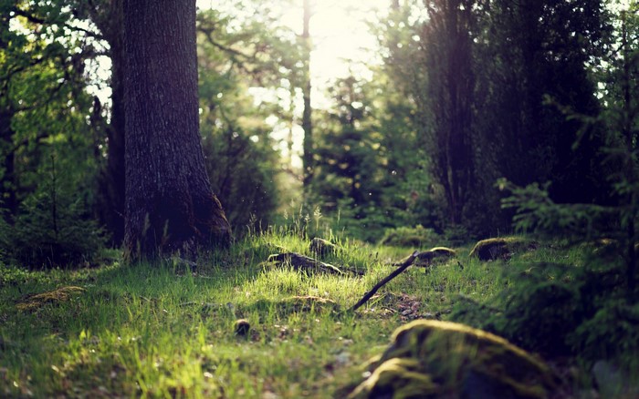 Sunlight filtering through a forest clearing