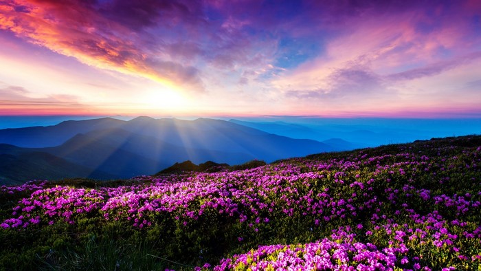 Sunset Over Mountain with Pink Flowers in Ukraine