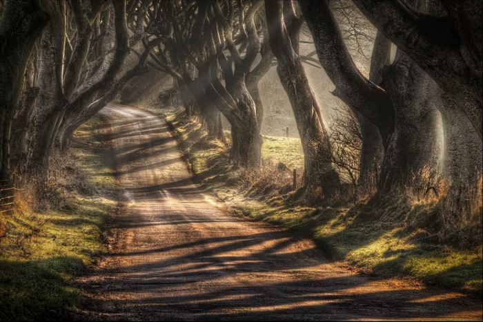 Sunlight on a tree-lined road