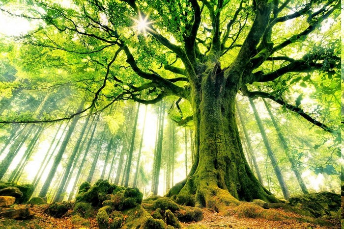 Ancient moss-covered tree in a sunlit forest